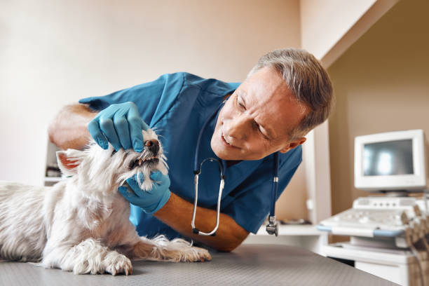 Best Emergency Dental Care for Broken or Chipped Teeth in Greencastle, IN